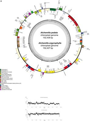 Initial Complete Chloroplast Genomes of Alchemilla (Rosaceae): Comparative Analysis and Phylogenetic Relationships